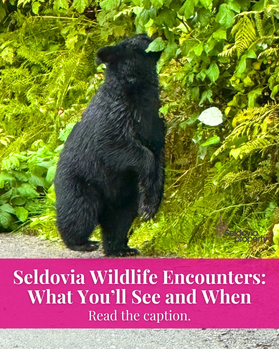 One of the most magical parts of life in Seldovia?