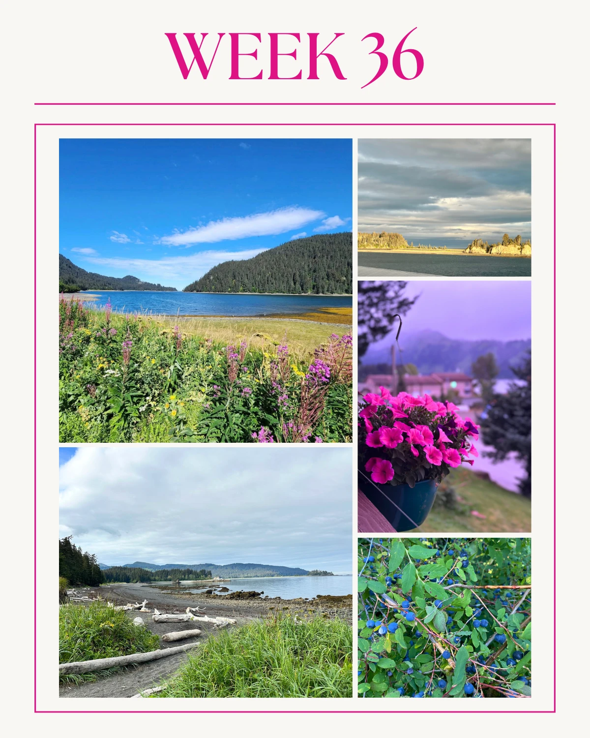 Week 36 in Seldovia gave us another set of incredible views and we’re so grateful to the photographers who captured them!