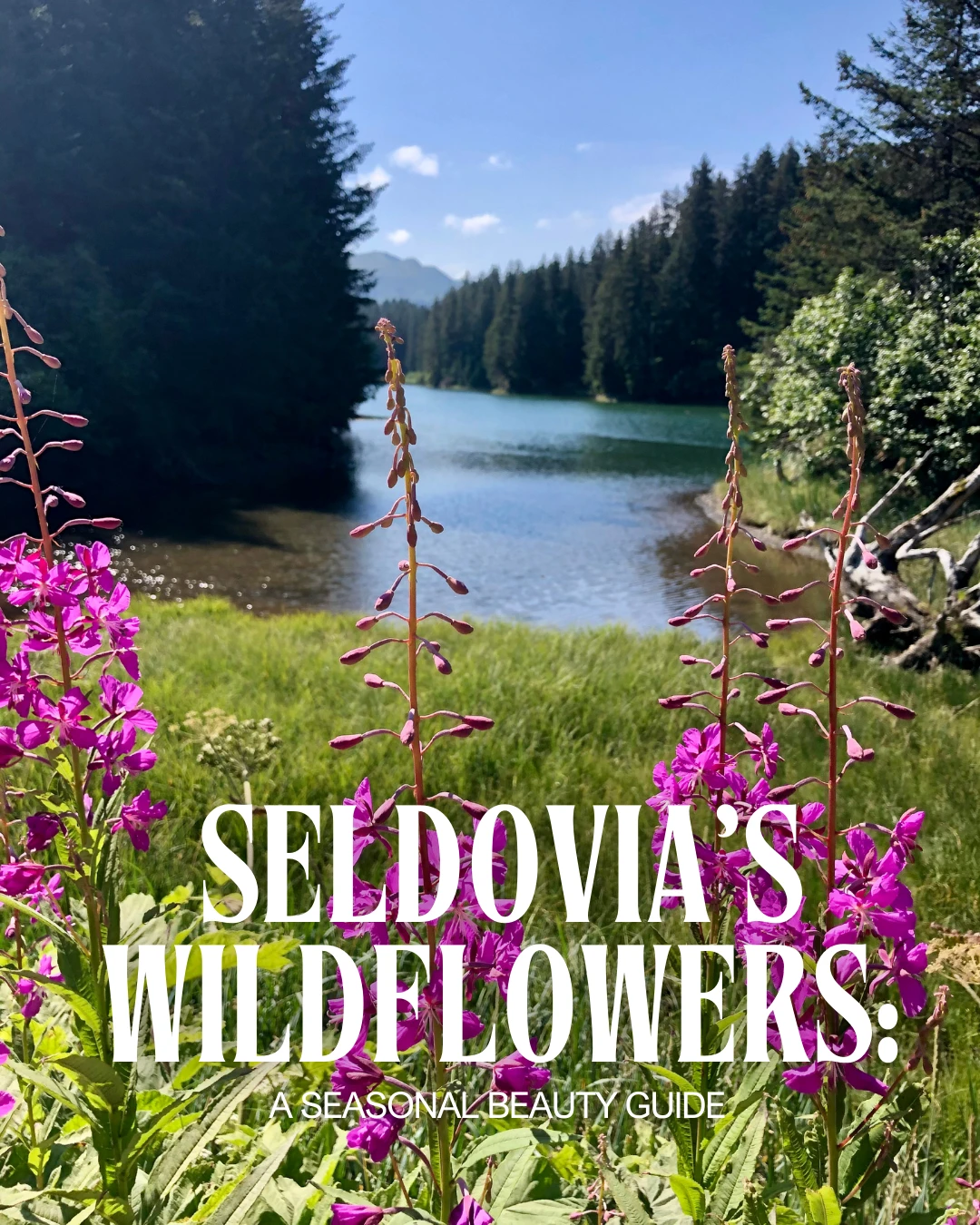 Seldovia’s Wildflowers: A Seasonal Beauty Guide
