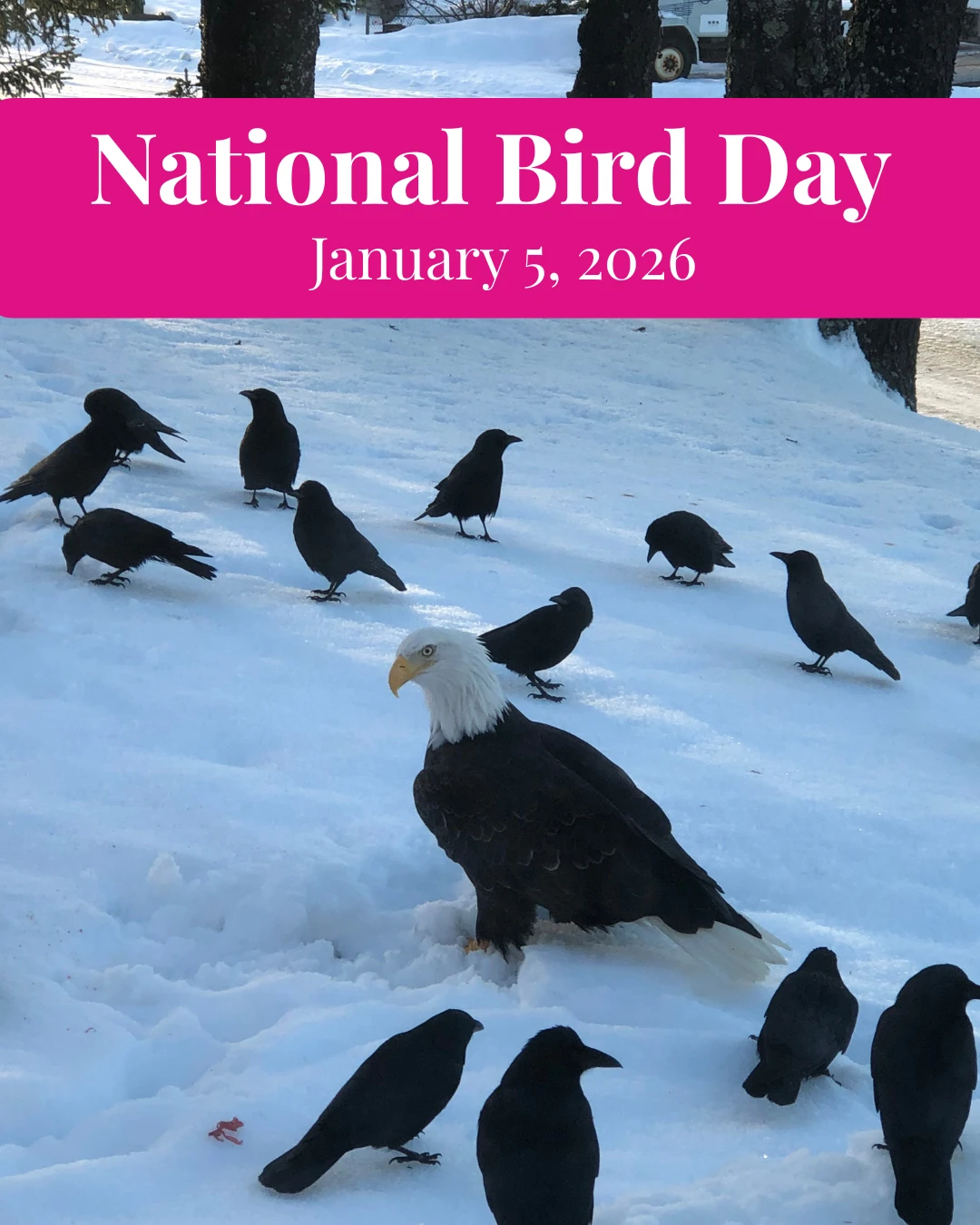 Today we celebrate National Bird Day!