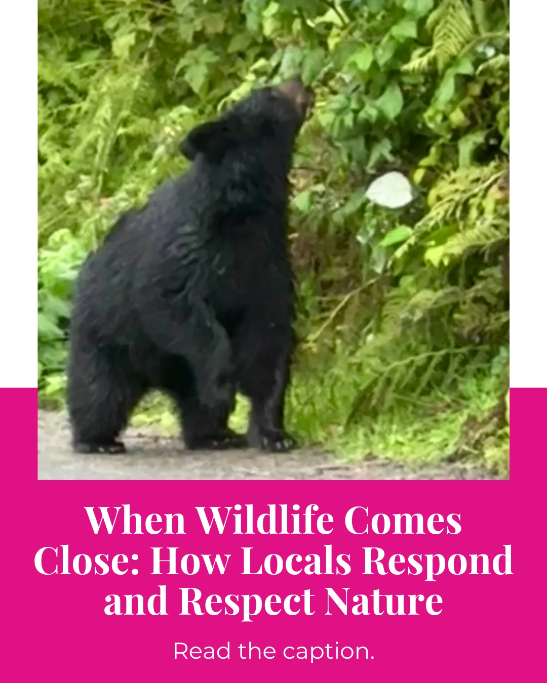 In Seldovia, encounters with wildlife aren’t rare, they’re part of daily life.