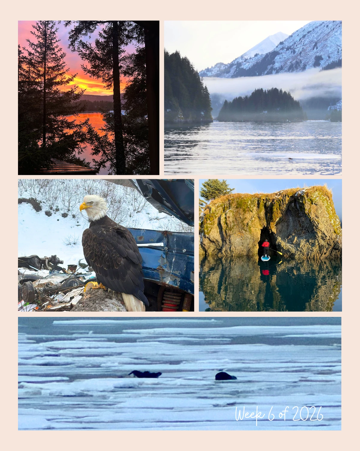 Week 6 of 2026 in Seldovia feels alive with contrast