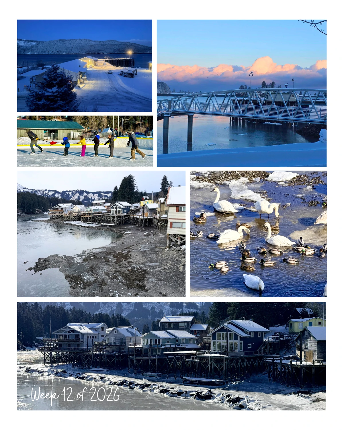 Week 12 of 2026 in Seldovia is waking up under a blanket of fresh snow.