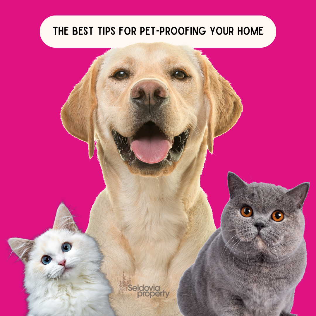 Picture of The Best Tips For Pet-Proofing Your Home