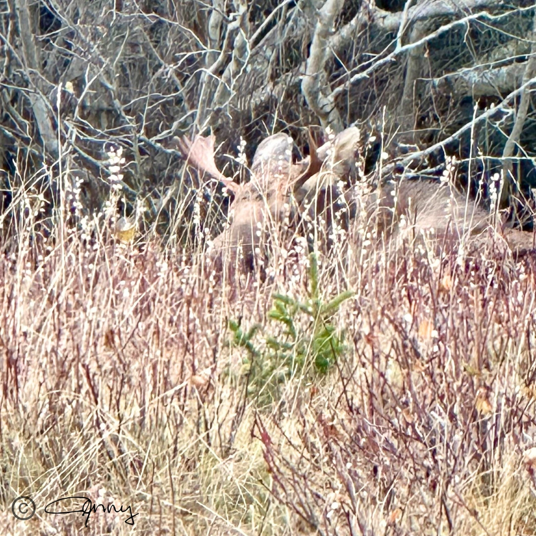 Peek-a-boo! I see you! A bull chilling in the tall grasses in Homer.