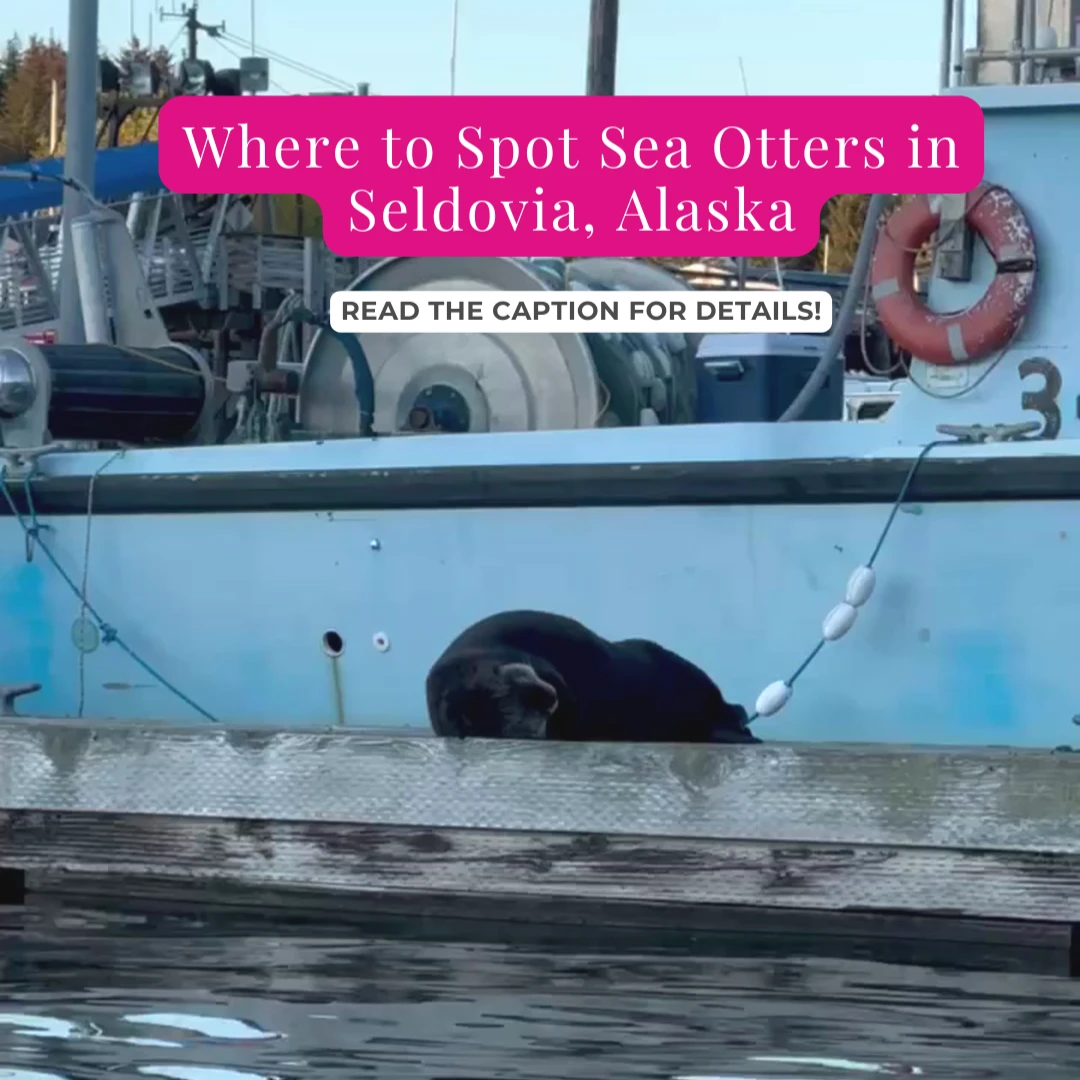 Seldovia is home to some of the cutest coastal residents—sea otters!